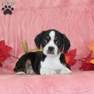 Tulip, Boston Terrier Mix Puppy